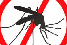 14 Cara Menghilangkan Nyamuk di Ruangan, Dijamin Kapok dan Tidak Balik Lagi