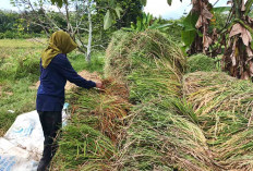 Diserang Hama Tikus, Hasil Panen Petani di Musi Rawas Alami Penurunan