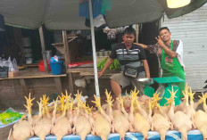 Harga Daging Ayam di Pasar Satelit Lubuk Linggau Melonjak Naik