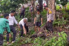 Diduga Terpeleset Saat Naik Pohon Durian, Kakek Lajang di Musi Rawas Ditemukan Meninggal Dunia