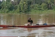 Warga Muara Kelingi Turunkan 7 Perahu Bantu Pencarian Siswa SMK Pertanian Negeri 2 Tugumulyo yang Hilang