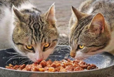 5 Makanan Favorit Kucing Kampung yang Bisa Menyehatkan dan Menggemukkan