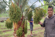 Wow! Dari 20 Pohon Kurma Hanya 2 Pohon Berbuah Lebat di Pagar Alam, Pemilik Ungkap Begini