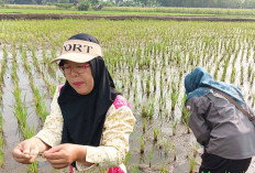 Dukung Musi Rawas Swasembada Pangan, PPL dan POPT Rutin Monitoring Tanaman Padi