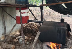 Budidaya Tanaman Nilam Hampir Punah Luas Tanam Tinggal 3 Hektar