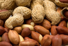 Inilah 6 Manfaat Kacang Tanah Untuk Kesehatan Tubuh Kita, Yuk Simak Disini!