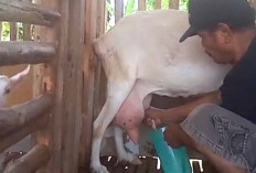 Susu Kambing Murni, Dijual Hingga Ke Pekanbaru