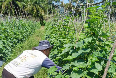 Harga Mentimun Anjlok, Petani di P1 Mardiharjo Musi Rawas Terancam Merugi 