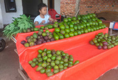 Harga Alpukat Beragam, Penjualan Harian Masih Cukup Stabil