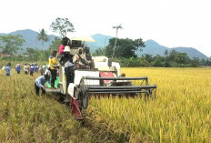 Uji 3 Metode Panen Padi di Musi Rawas, Hitung Tingkat Kehilangan Gabah
