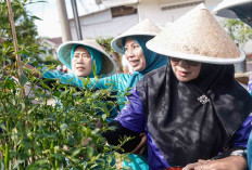 Hasil Sinergi dan Kekompakan Ibu Dasawisma, Panen Cabai Bersama GSMP 6 Kg