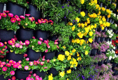 6 Jenis Tanaman Hias Cantik Ini Paling Cocok untuk Vertical Garden yang Menawan