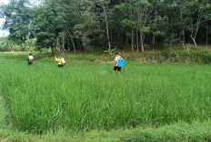 Cegah Serangan Hama WBC Meluas Ini yang Dilakukan Petani di Musi Rawas