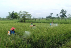 Pertahankan Hasil Produksi Tanaman Padi Ini yang Dilakukan PPOT dan Petani di Musi Rawas