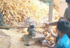 Memanfaatkan Mesin Pompa Air Tidak Terpakai Menjadi Mesin Pipil Jagung