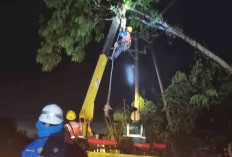 Pohon Tumbang, Warga Lubuk Linggau Diimbau Relakan Pemangkasan Pohon Sekitar Jaringan