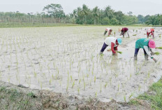 Petani Berharap Hasil Panen Padi 2025 Melimpah