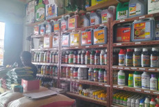 Harga Pestisida Naik Rp 10.000 Perbotol, Pedagang Sebut Masih Terkendali