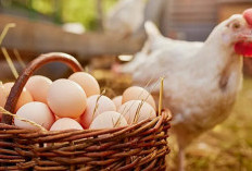 6 Manfaat Telur Ayam Kampung untuk Bayi yang Perlu Diketahui Para Orang Tua