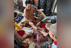 Warga OKU Diserang Beruang di Kebun Karet, Begini Kondisinya