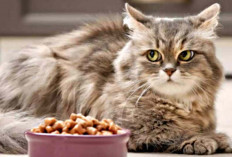 Cat Lovers Wajib Tahu! Inilah 5 Ciri Kucing Sedang Kelaparan