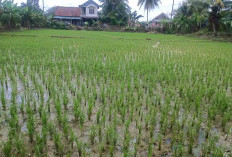 Muratara Dapat Bantuan Cetak 600 Hektare Sawah Baru 