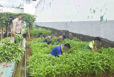 Pembinaan Pertanian Solusi Warga Binaan Lapas Narkotika Muara Beliti Agar Lebih Mandiri dan Punya Skill 