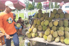 Durian Jukung Mulai Panen Harganya Bervariasi Mulai Dari Rp 20 Ribu