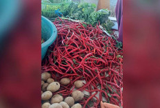Harga Mulai Stabil, Pedagang di Musi Rawas Mulai Ambil Cabai dari Petani Lokal 
