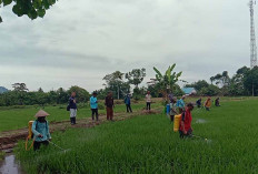 Kenali Ciri Padi Kena Serangan Hama WBC, POPT Tugumulyo Bagikan Cara Mencegah dan Mengatasinya  