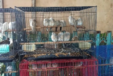 Burung Perkutut Masih Menjadi Primadona di Burung Toko Rudi