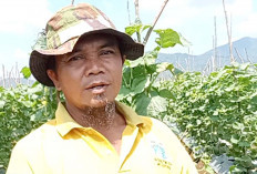 Sujianto, Warga STL Ulu Terawas Sukses Raup Puluhan Juta dari Bertani Buah Melon