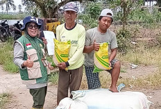 7 Kelompok Tani di Desa Air Satan Musi Rawas Terima Bantuan Benih Padi Biofortifikasi Varietas Inpago 13 Forti