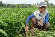 Harga Sayuran Kangkung Naik Petani sayuran Di Desa C Nawangsasi Musi Rawas Tersenyum