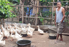 Warga Trikoyo Musi Rawas Mantan Penjual Mobil Second Kini Sukses Ternak Bebek Peking