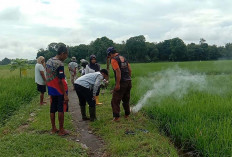 Cegah Gagal Panen, Ini yang dilakukan POPT Tugumulyo Bersama Petani 