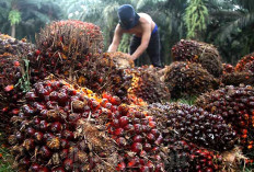 Harga TBS Sawit di Musi Rawas Sentuh Rp3.360/Kg, PT SPA 1 Tertinggi