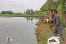 Tahun 2024, Hasil Produksi Ikan di Musi Rawas Capai 43 Ribu Ton