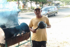 Kelapa Muda Bakar Rempah Miliki Warga Desa Widodo Musi Rawas, Mampu Atasi Berbagai Masalah Kesehatan 