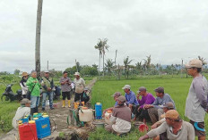 Petani Didampingi POPT Tugumulyo Musi Rawas Atasi Hama Penggerek Batang