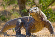 Mengenal Komodo, 'Naga' Asli Indonesia yang Terancam Punah