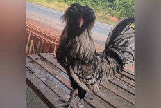 Keunikan Ayam Polan jadi Daya Tarik Pembeli, jadi Potensi Usaha Menjanjikan di Musi Rawas