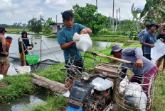 Dukung Program Ketapang, BumDes Sinar Bening Musi Rawas Jalankan Usaha Pembesaran Ikan Nila