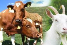 Harga Hewan Kurban Idul Adha 2025 Meroket! Waspadai 5 Kesalahan Fatal Pilih Kurban, Nomor 3 Sering Diabaikan