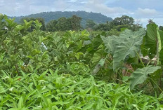 Maksimalkan Lahan Pertanian, Petani di Musi Rawas Lakukan Sistem Tanam Tumpangsari 