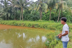 Warga Desa Bumi Agung Sukses Budidaya Ikan Koi, Satu Bulan Menghasilkan Omset Puluhan Juta