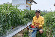 Dari Kuli Bangunan, Rianto Warga Desa Kalibening Berhasil Menjadi Petani Cabai Memiliki Omset Puluhan Juta