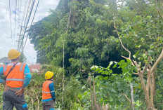 PLN Lubuk Linggau Lakukan Pemeliharaan Jaringan, Pangkas Pohon dan Perbaikan Konstruksi