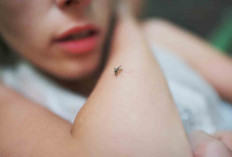 Hingga Agustus 2025, 266 Warga Lubuk Linggau Terjangkit DBD