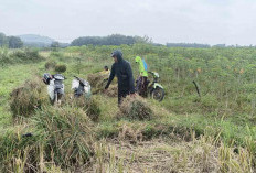Keliling ke Desa-desa di Musi Rawas, Peternak Sapi Berburu Jerami Padi